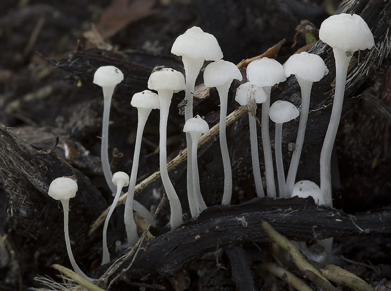 Hemimycena candida